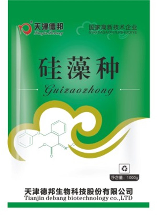 硅藻种.jpg
