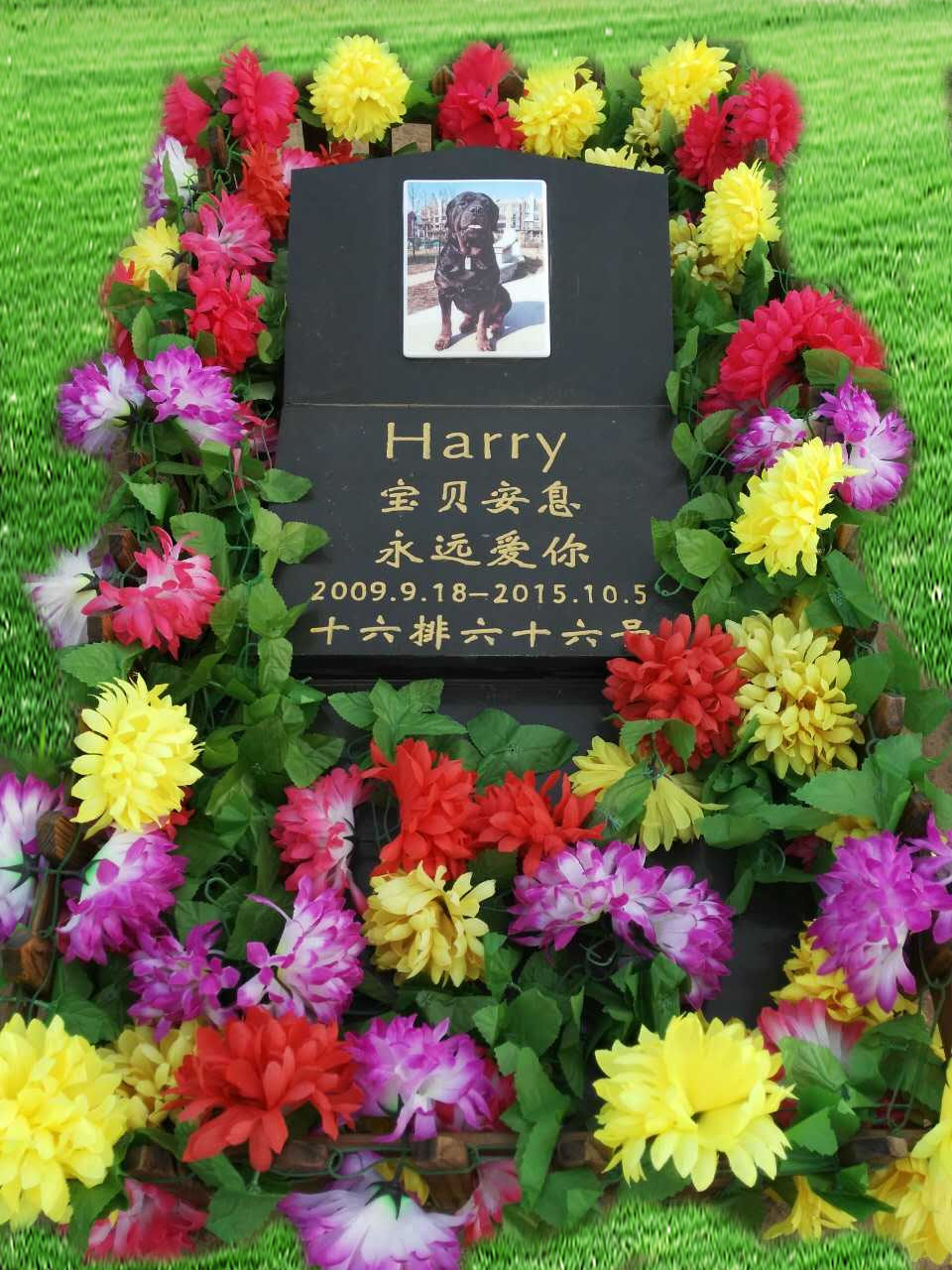 宠物墓地
