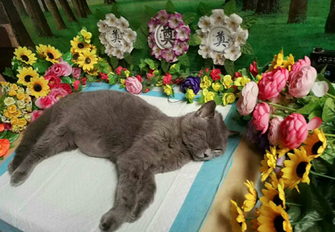 宠物火化