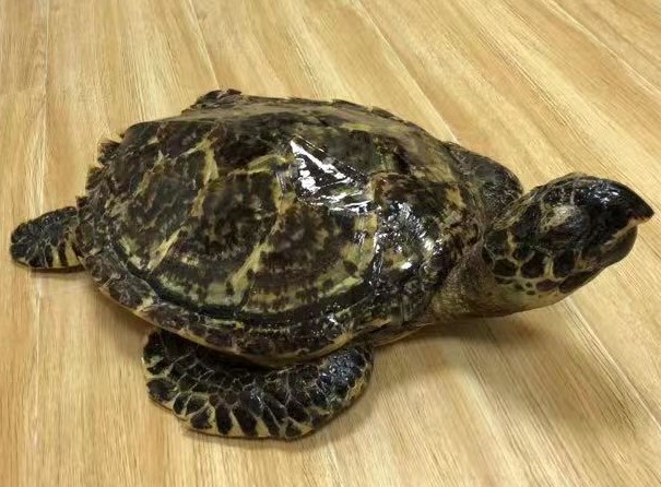 宠物标本