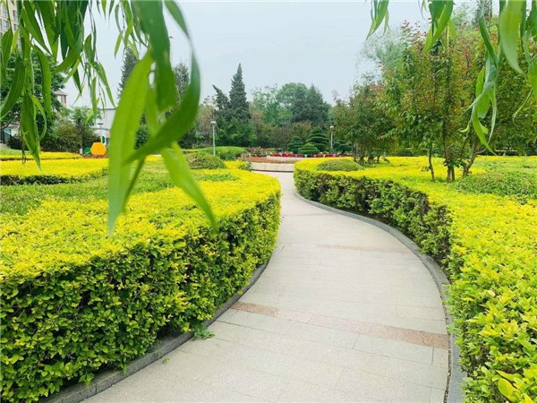 公园绿化 (2).jpg