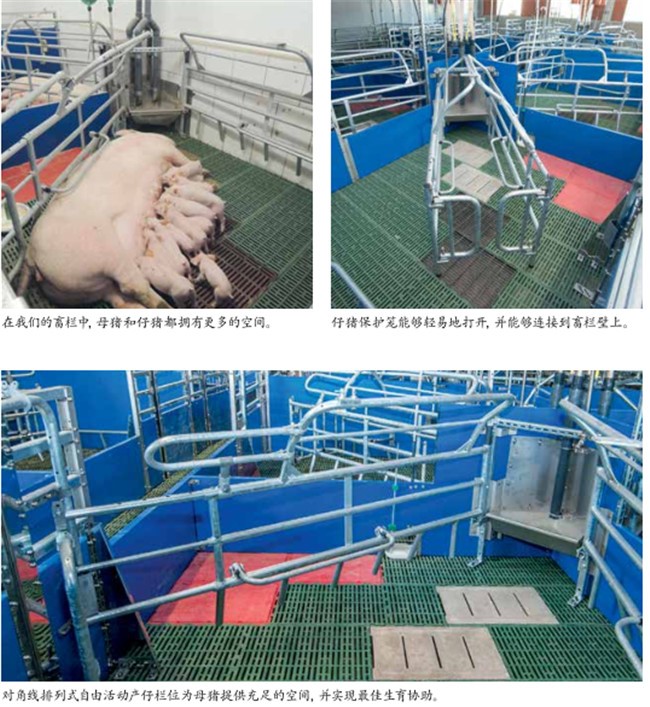产仔栏位.jpg